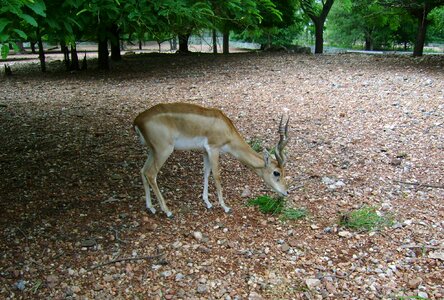 Sub-adult herbivore gadag
