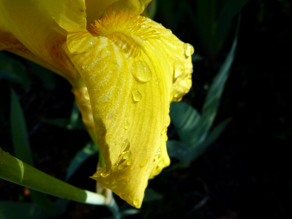 Dew drop garden light and shade