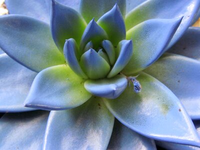 Bloom blue flower