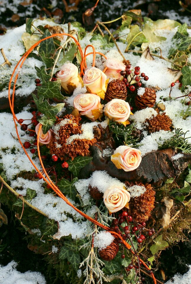 Flowers winter frost