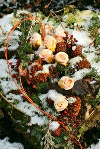 Flowers winter frost