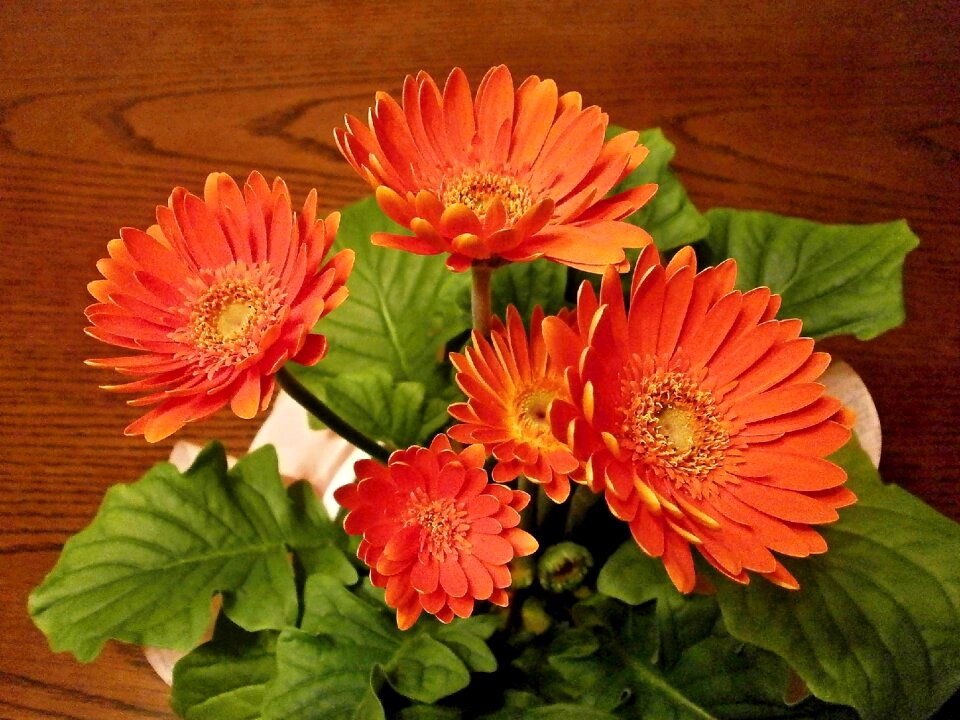 Gerbera spring flowers potted plants