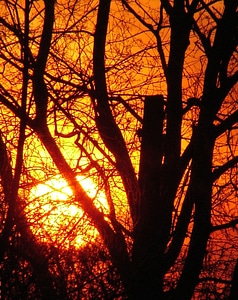 Sunset glow tree photo