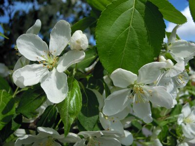 Bloom white branch photo
