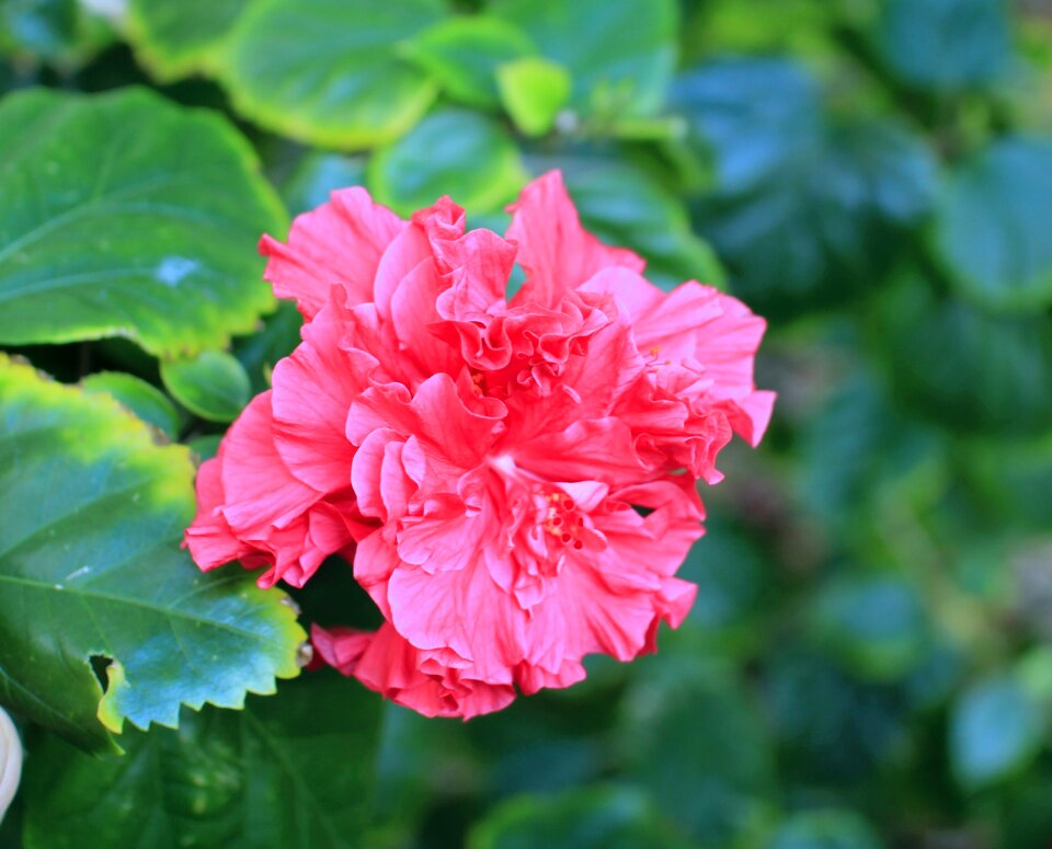 Garden park bloom