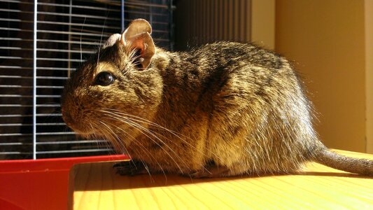 Degu chilenian bush rat sun
