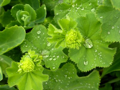 Nature plant morning dew