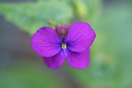 Flower nature tiny