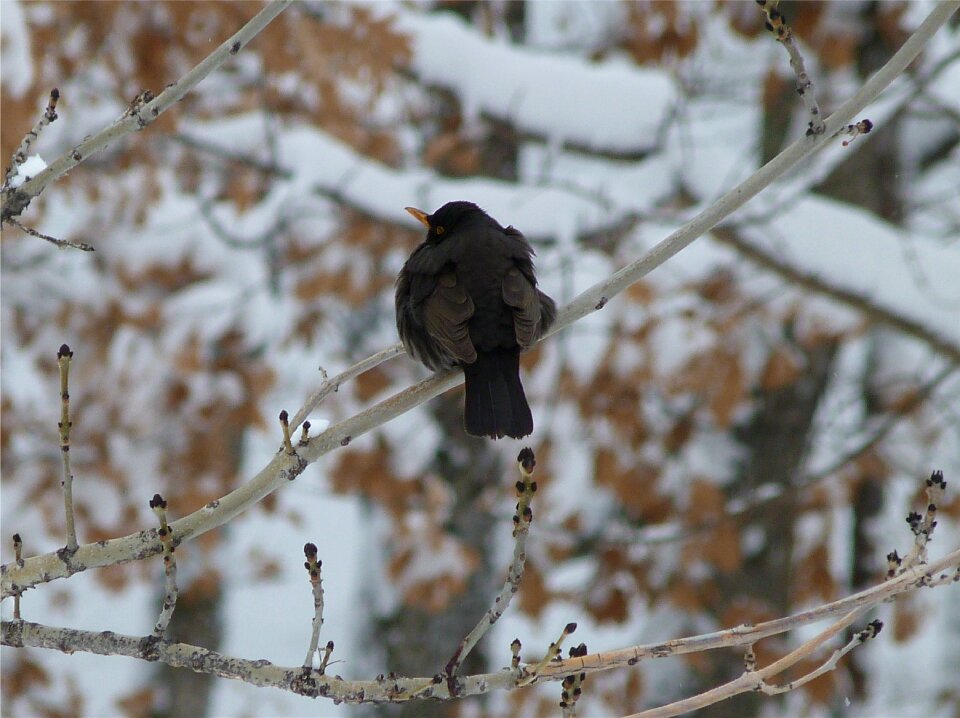 Black winter snow