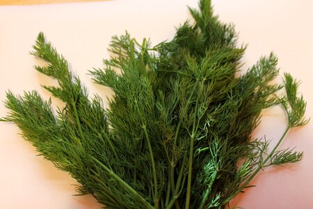 Green spice cucumber herb