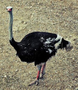Nature ornithology zoology