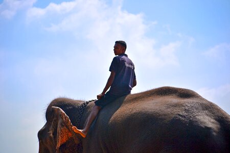 Elephant trainer ring master sri lanka photo