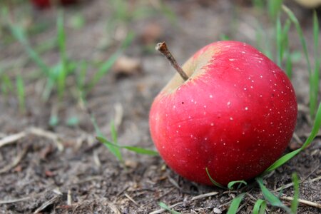 Apple red fruit