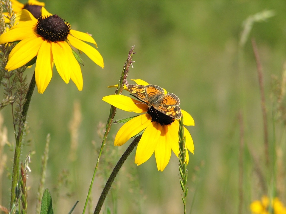 Wildflowers floral nature