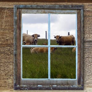Alm cows summer