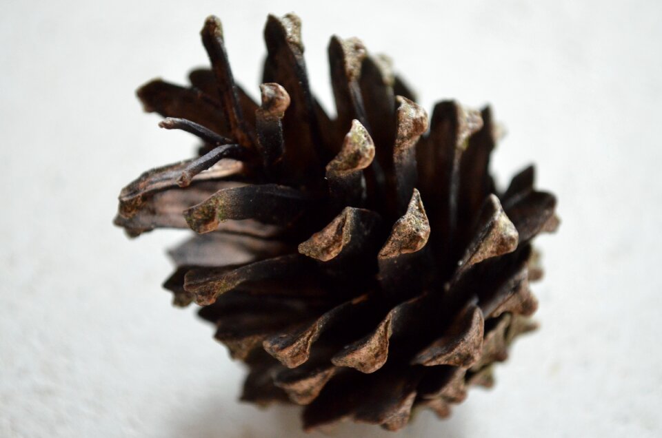 Pine cones pine close up photo