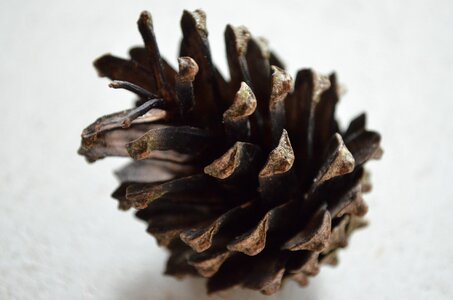 Pine cones pine close up