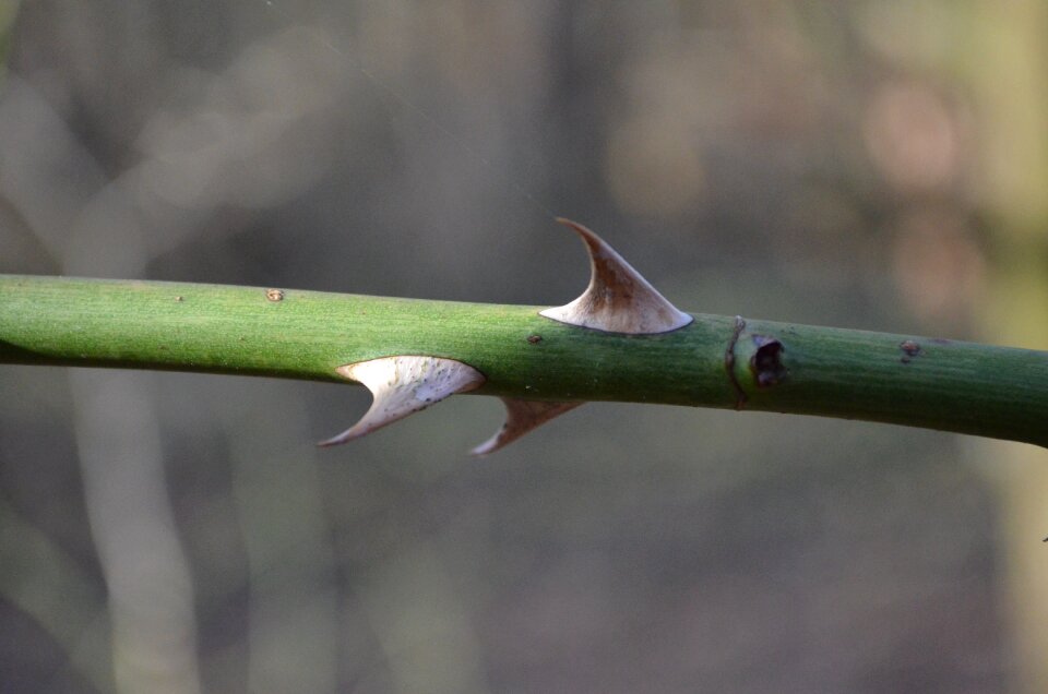 Thorns wild rose pointed