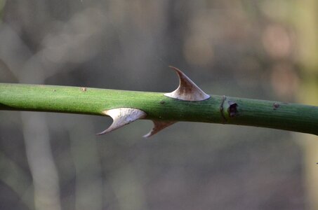 Thorns wild rose pointed