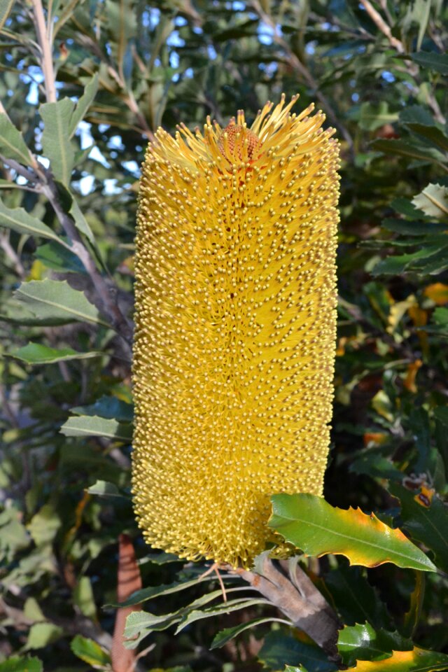 Flowers serrata yellow