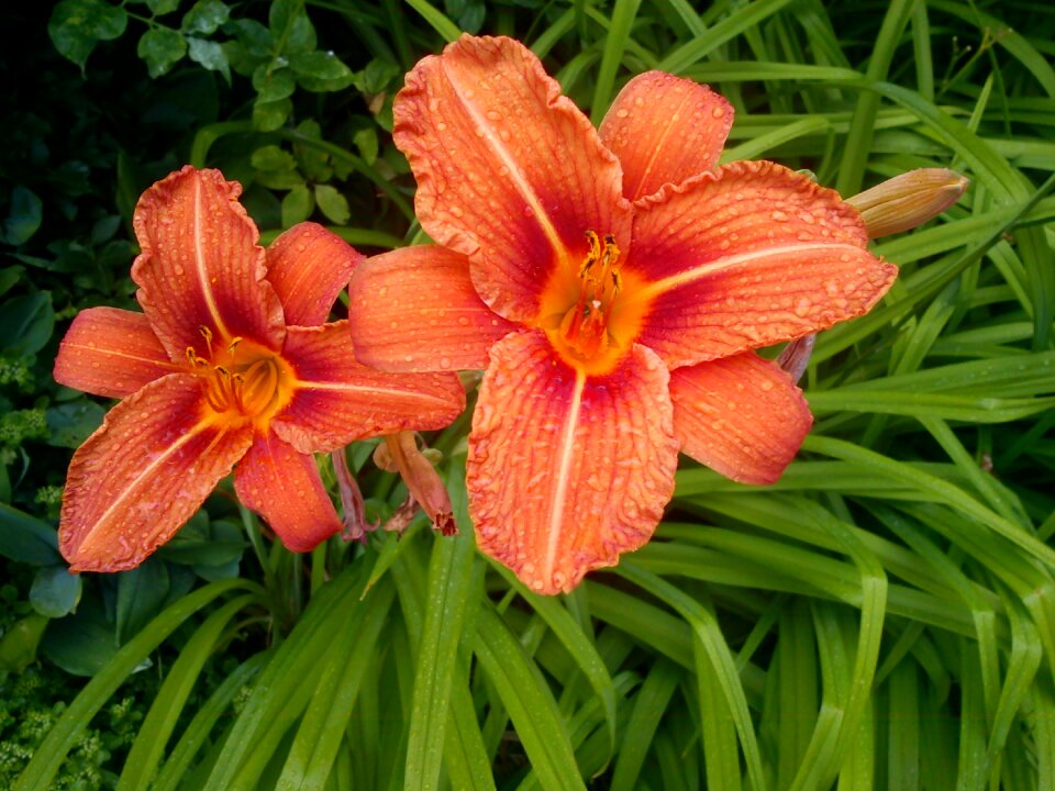 Plant flowers nature