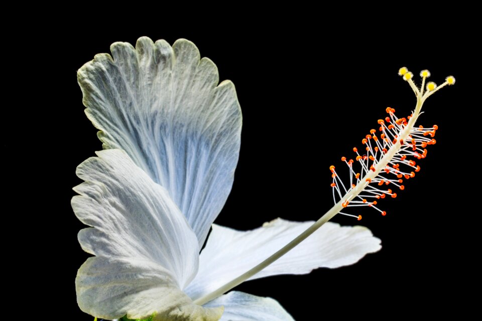 Flower white marshmallow