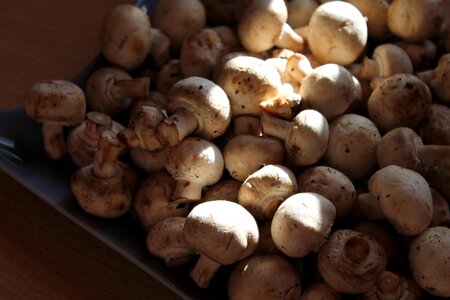 Mushrooms white mushroom Free photos