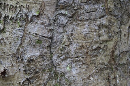 Structure texture tree