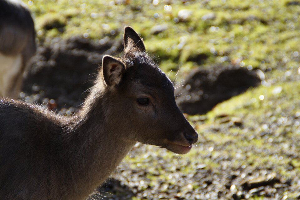 Young deer roe deer deer park