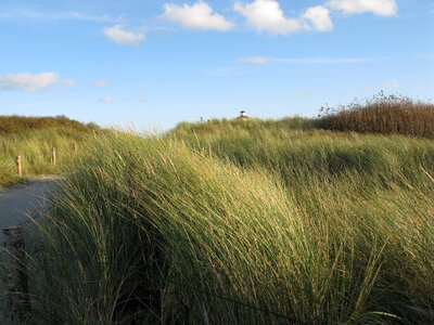 Beach grass wind photo