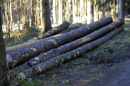 Ent branches wood holzstapel