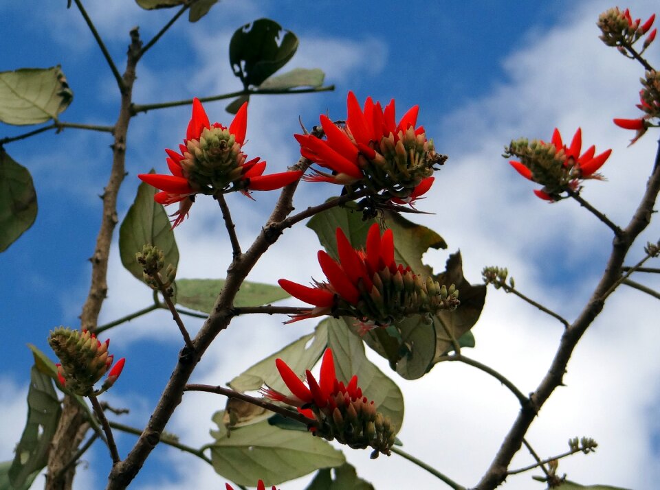 Coral tree sunshine tree india