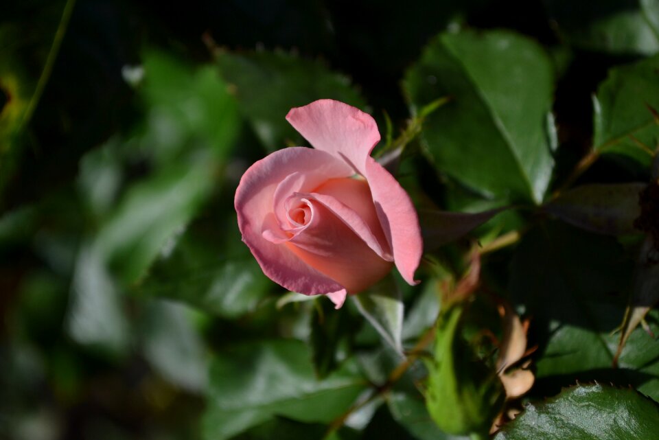 Bud flower opening
