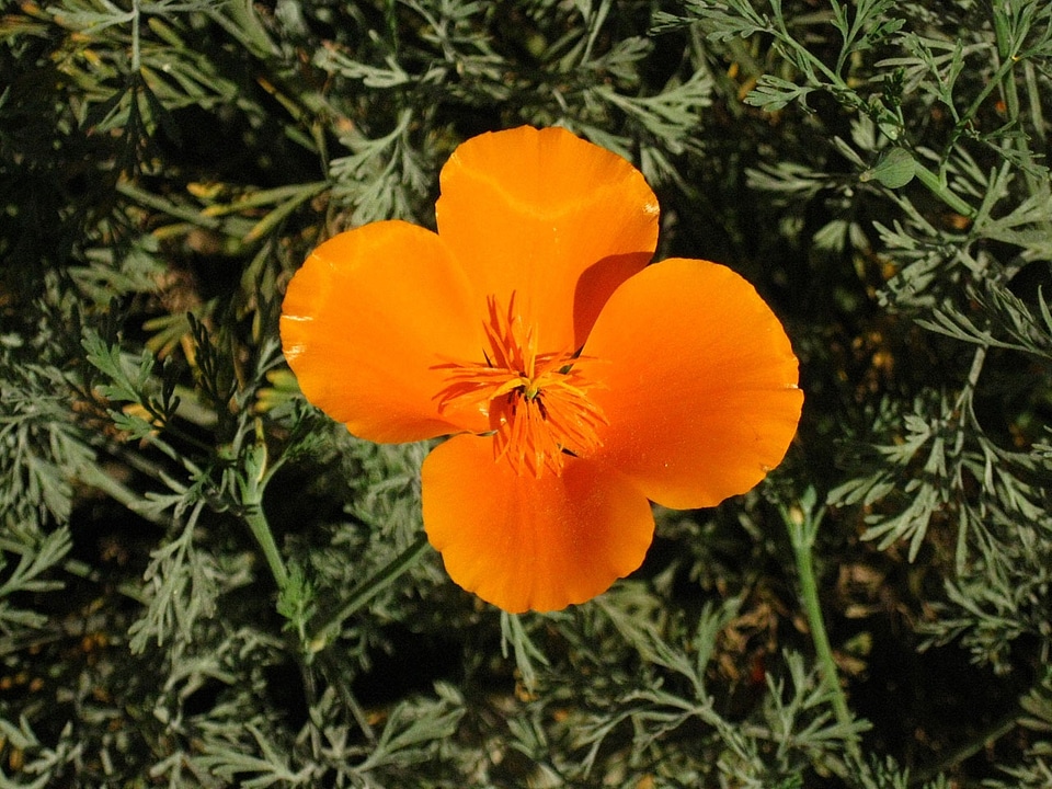 Bloom california native