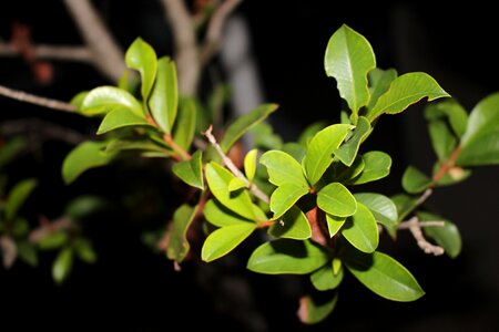 Bush plant
