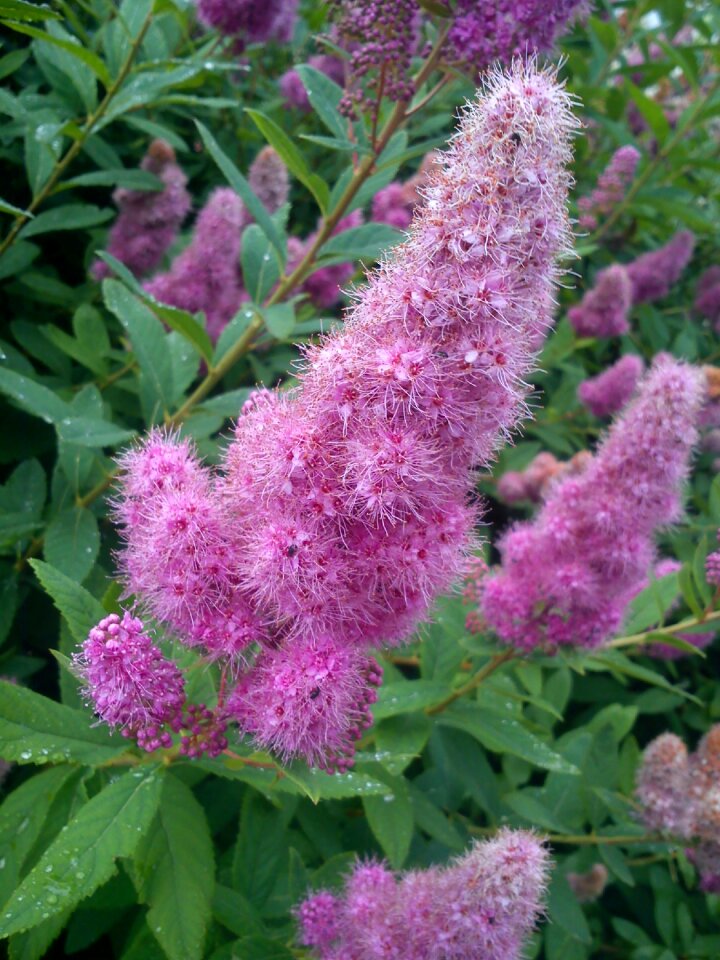 Nature plant spring