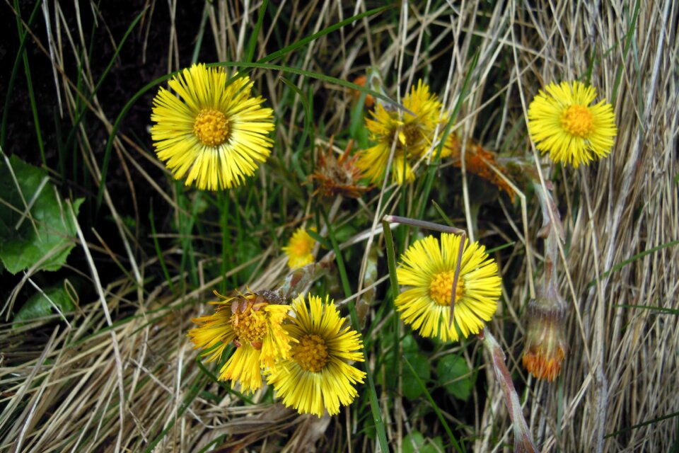 Nature plant spring
