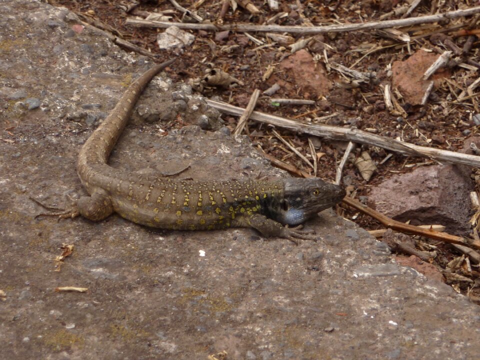 Canary islands lizard nature