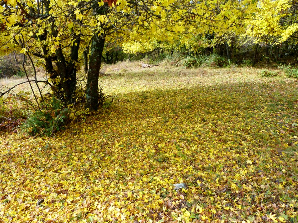 Yellow nature carpet