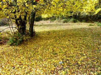 Yellow nature carpet