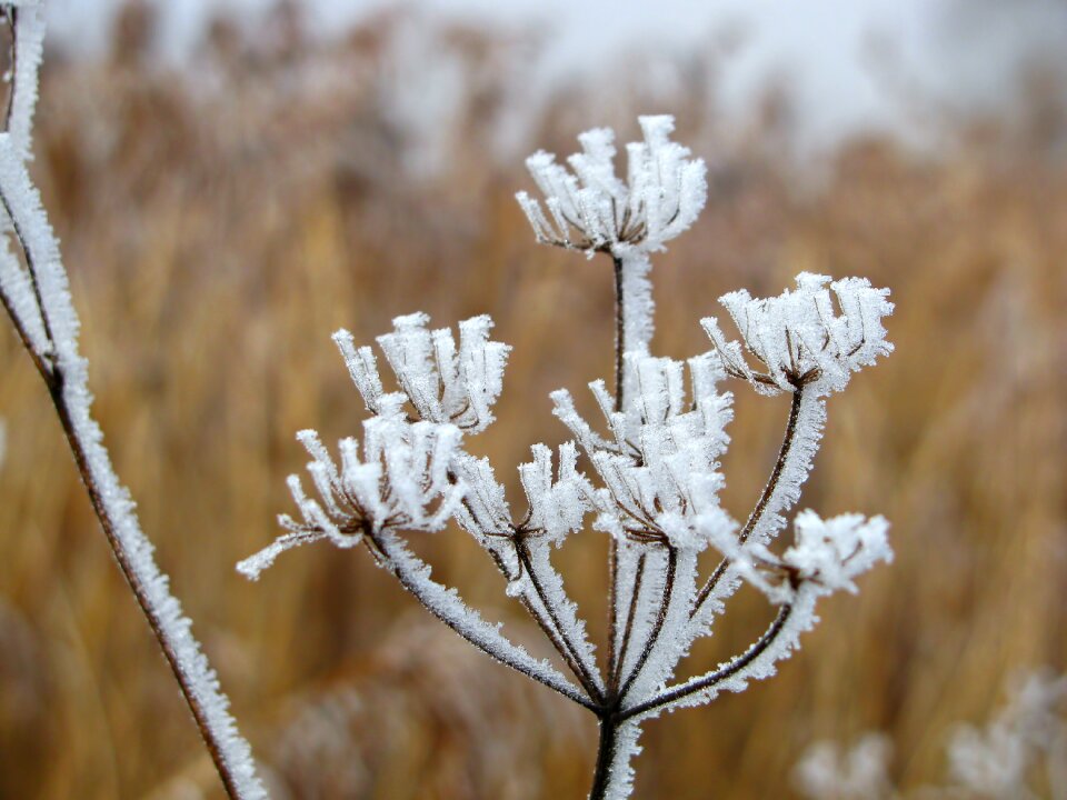 Wintry ice icy