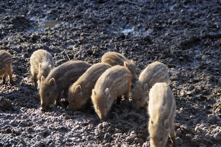 Piglet young animals pack