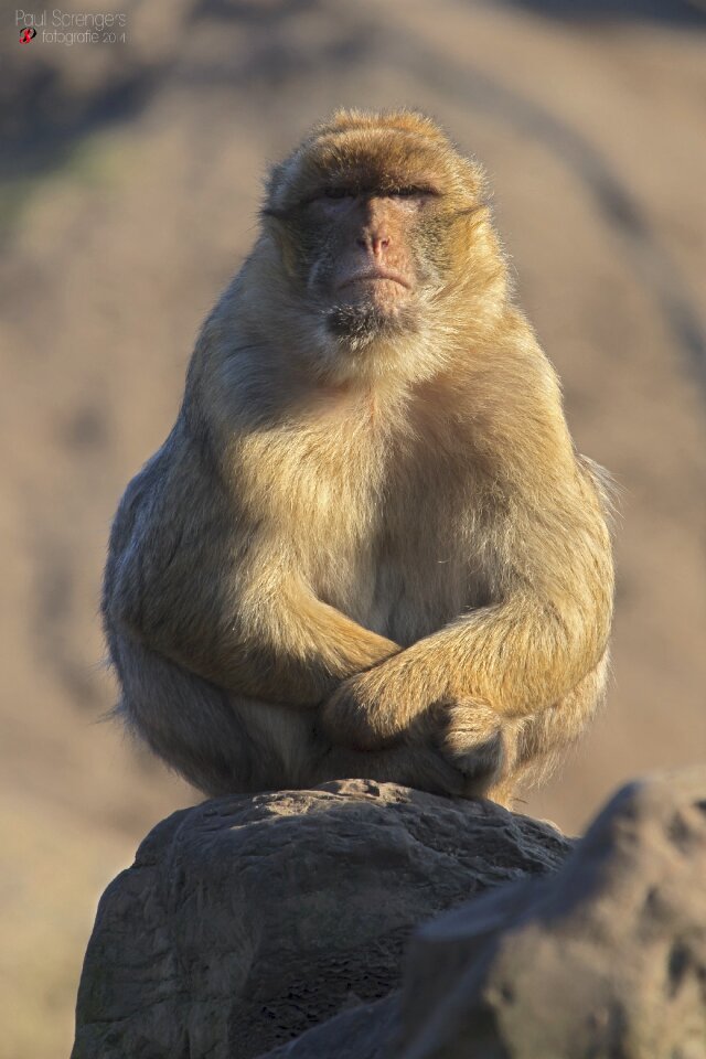 Monkey monkeys zoo