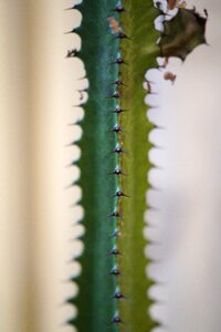 Sting close up plant photo