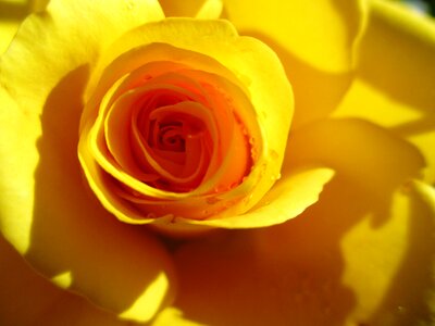 Flower rose bloom close up