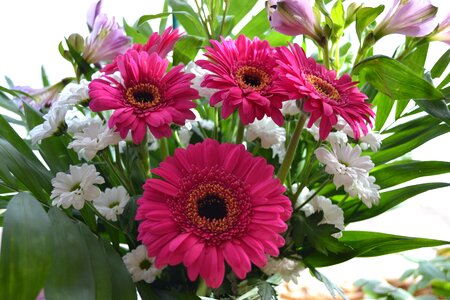 Posy pink bunch photo