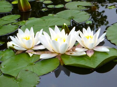 Water lilies white pond