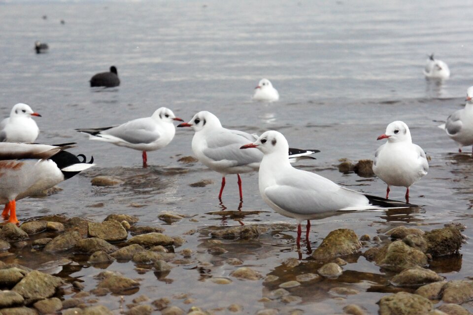 Bird water creature