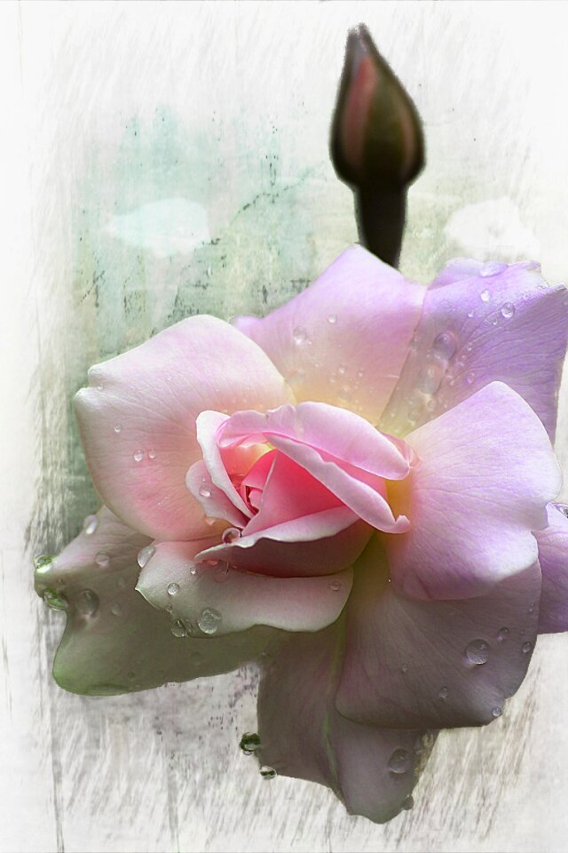Beautiful plant macro