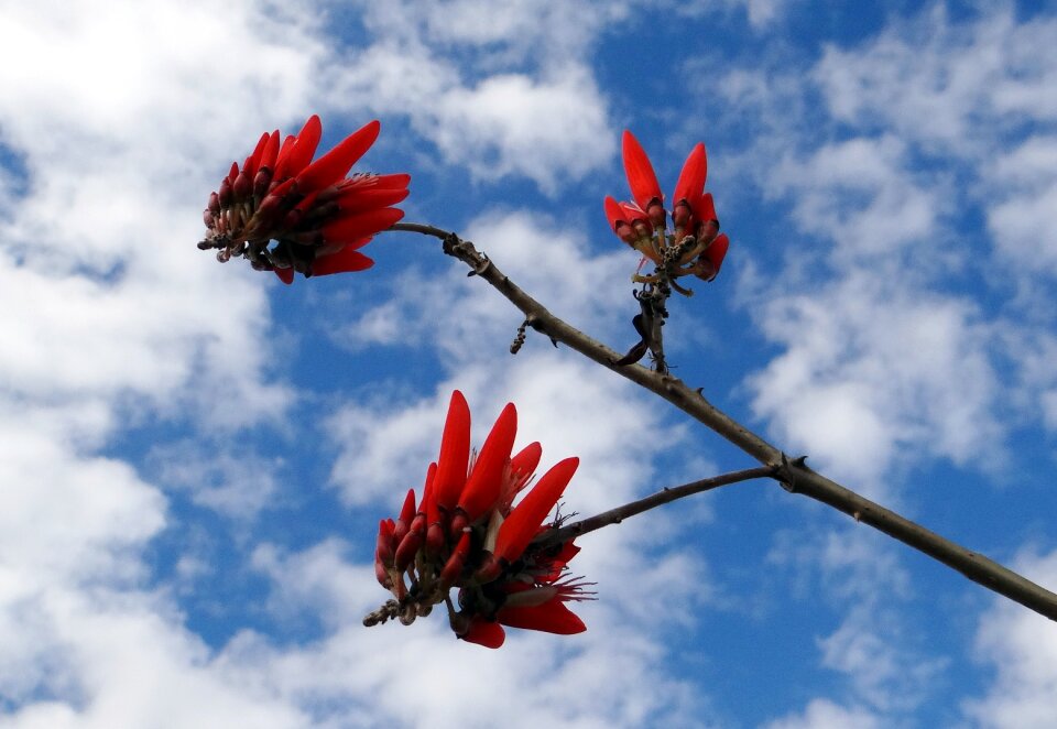 Coral tree sunshine tree india